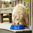 thumbnail image 3 of Farm Innovators Bol pour Animaux de Compagnie Chauffé avec Insert en Acier Inoxydable (4 Pack), 3 of 7