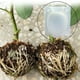 thumbnail image 3 of CAJA DE CULTIVO DE RAÍCES DE PLANTAS, Dispositivo de Injerto, Propator de Plantas Con Bloqueo de Seguridad Reutilizable Con Especificaciones para plantas de Interior, 3 of 5