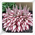 thumbnail image 3 of Hostas Premium -Home & Garden Decoration-Perfect Gardening Gift-Blooming Annually-(Non-Artificial), 3 of 7