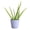 Lavender, variant on Live Aloe Vera Plant - Easy Care - 4" Decorative Pot Cover - Thorsen's Greenhouse