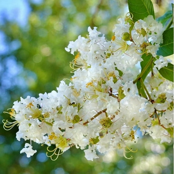 7 White  Crape Myrtle Cuttings for Planting - Crapemyrtle Tree Shrub  - Lagerstroemia Indica - White  Flower Plant