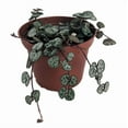 thumbnail image 2 of Rosary Vine - Ceropegia woodii - String of Hearts - 2.5" Pot - Collector' Series, 2 of 4