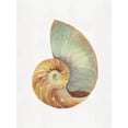 thumbnail image 2 of Stellar  Design Studio 25x32 White Modern Wood Framed Museum Art Print Titled - Nautilus Shell I, 2 of 4