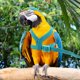 thumbnail image 1 of BESTYASH Correa Azul Para Loro Con Arnés Resistente Para Entrenamiento Y Vuelo Controlado, 1 of 7