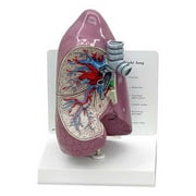 Right Lung Anatomical Model