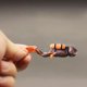 thumbnail image 4 of Figuras de acción en miniatura de paisajes marinos, juguetes en 3D, mundo submarino, Exploración del Mar, buzos, decoración, 4 of 4