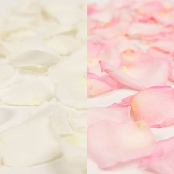 Rose Petals 5 Bags of White and Pink Farm Direct Fresh Cut Flowers Petals by Bloomingmore