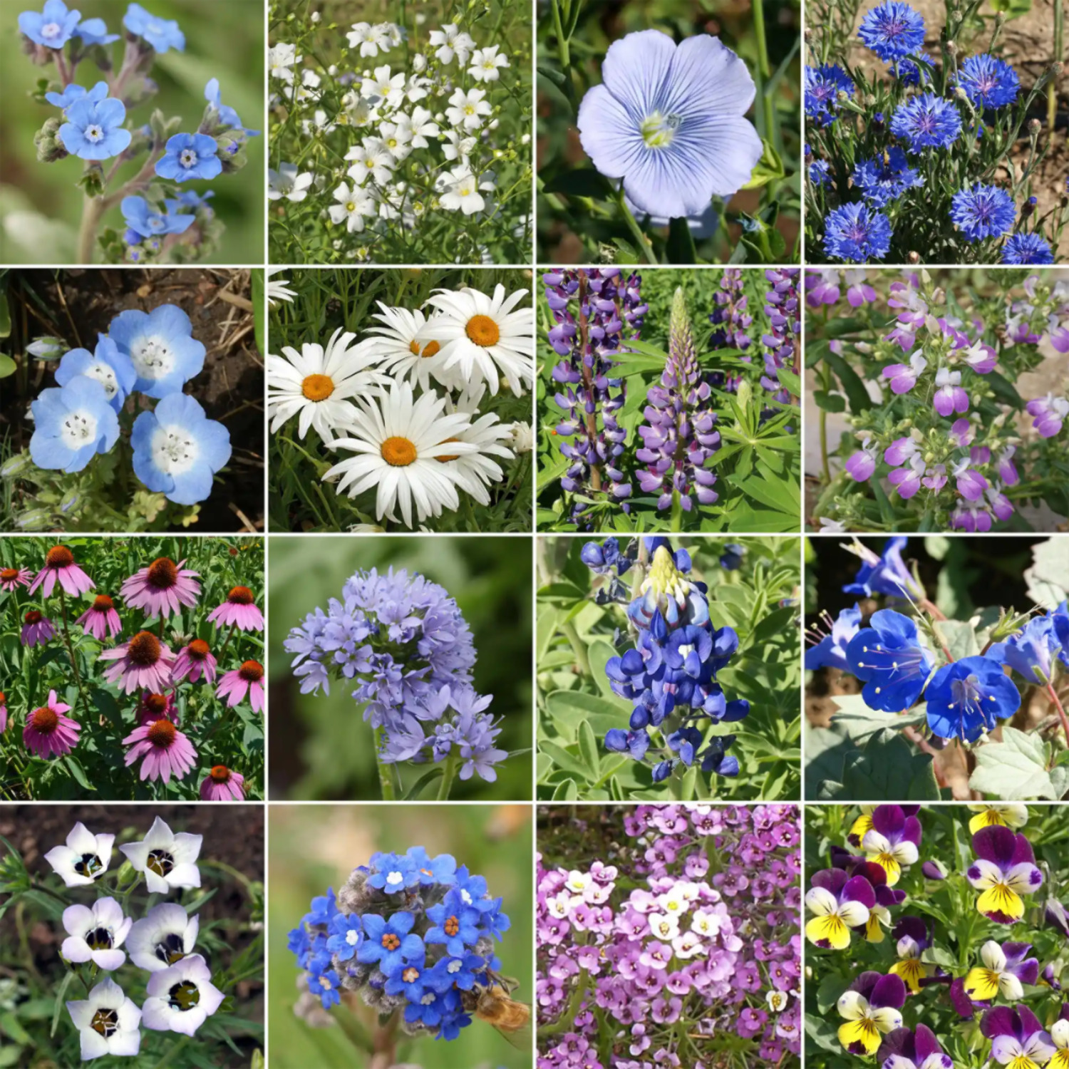 Ferry-Morse Cool Colors Mix Bulk Wildflower Seeds, 1lb