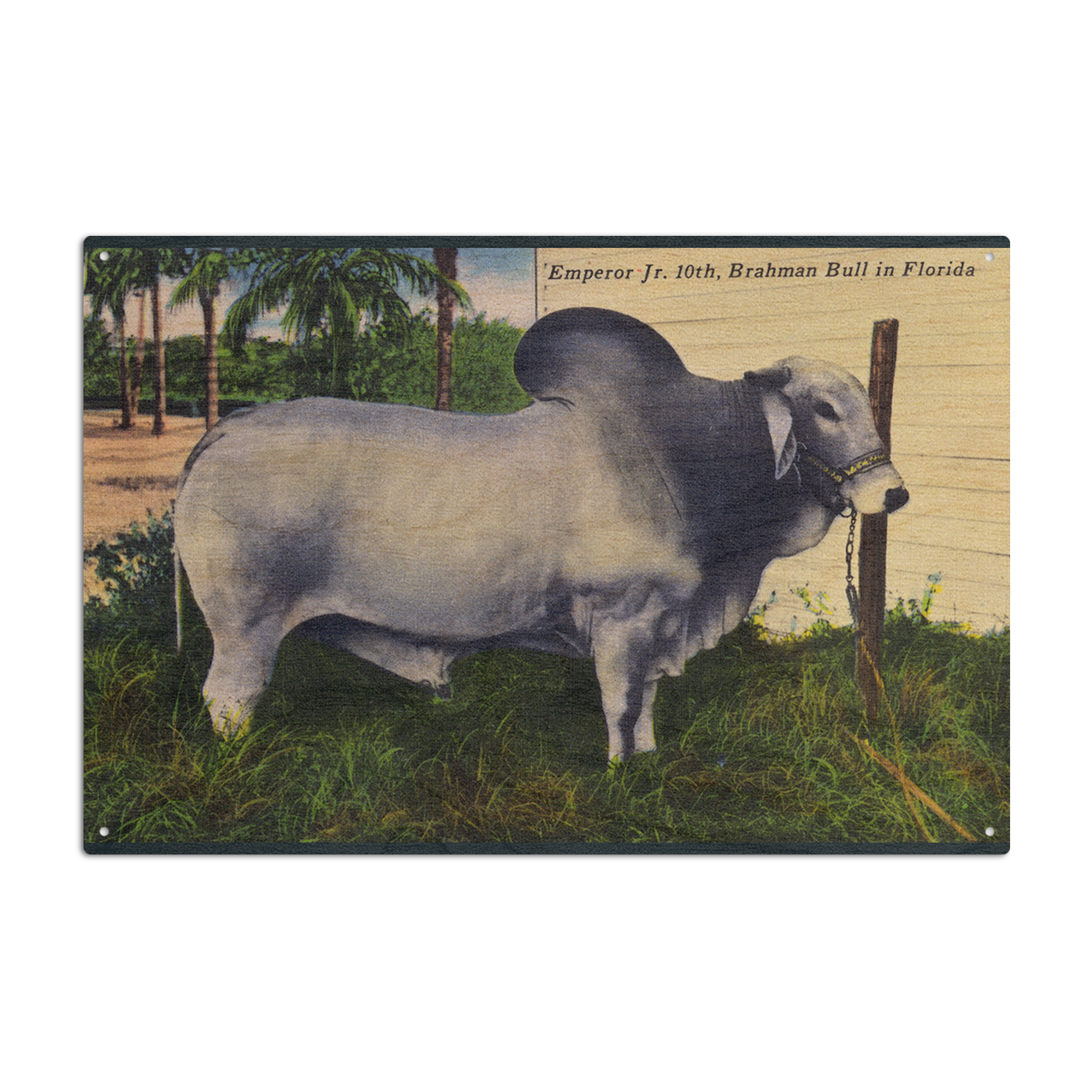 Florida, Emperor Jr 10th Brahman Bull Birch Wood Wall Sign (6x9 Rustic