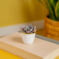 thumbnail image 5 of Costa Farms 3" Tall Assorted Succulents, Bright Direct Sunlight, Indoor Live House Plants, 48-Pk, 5 of 11