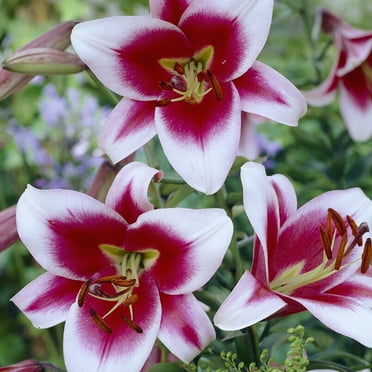 Van Zyverden Lilies OT Hybrid Friso Set of 5 Mammoth Bulbs Multicolor Partial Sun Perennial Pollinator 2 lbs