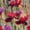 Color 3, variant on Vintage Peel and Stick WallpaperIris Bloom Lace like Petals Soft Shadows 23.6in x 9.8ft Self Adhesive Contact Paper Removable
