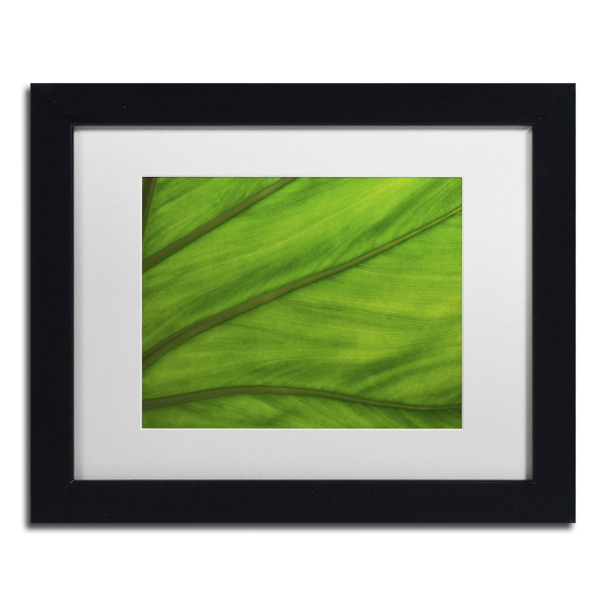 Trademark Fine Art "Green Elephant Ear Abstract" Canvas Art by Kurt Shaffer White Matte, Black Frame