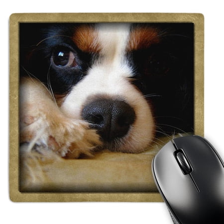 3dRose  King Charles Spaniel Puppy  MousePad price history on PriceWatchPro