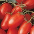 thumbnail image 3 of La Roma Tomato Plant | Easy Garden Vegetable Start | 6in. Grow Pot; Full Sun | Altman Plants, 3 of 5