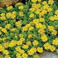 thumbnail image 4 of Ice Plant Delosperma Ice Plant Yellow Drought Tolerant Ground Cover Plant Seeds - 200 Seeds, 4 of 5