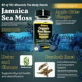 thumbnail image 2 of Vitastars Organic Sea Moss Gummies, Infused with Apple Cider Vinegar, Burdock Root & Bladderwrack, Seamoss Gut Health & Immune Support Supplements for Men and Women, 3000 mg, 60 Star Shaped Gummies, 2 of 5