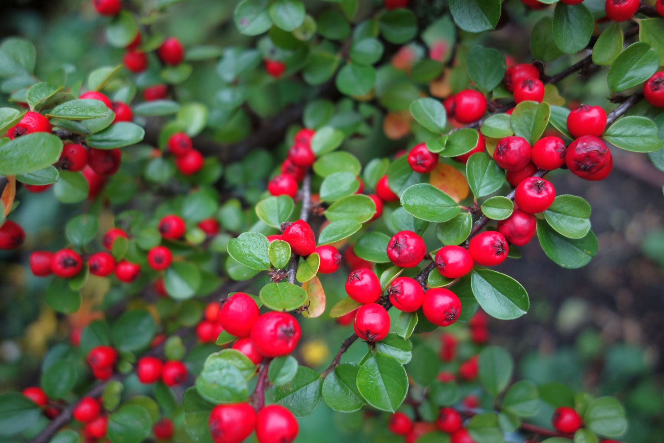 SEEDS 10 Seeds Rockspray Good Fall Color popular