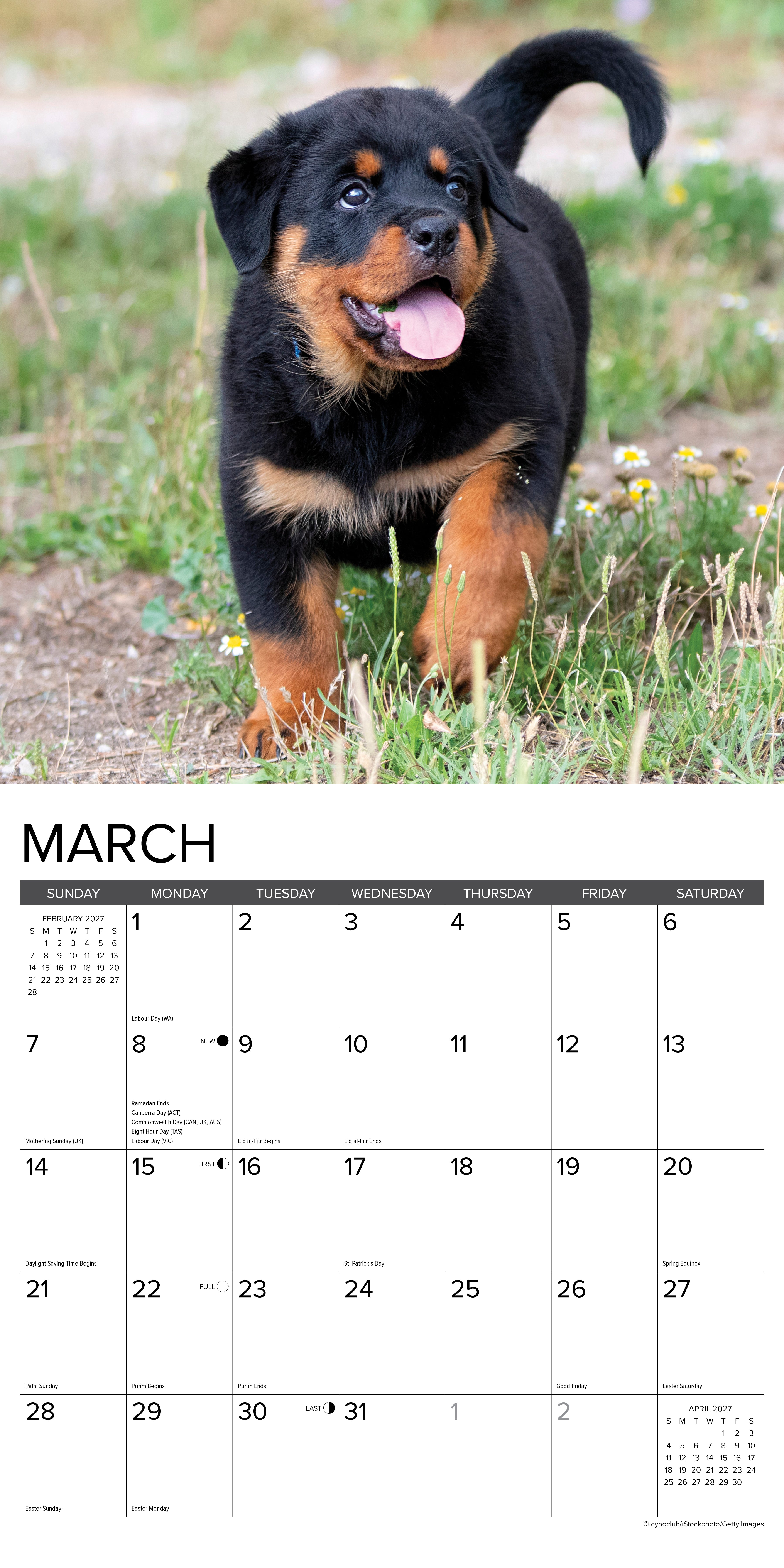 Willow Creek Press, Rottweiler Puppies 2027 Wall Calendar