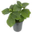 thumbnail image 3 of Nikko Blue Hydrangea Plant – Large Blooming Shrub with Blue and Lavender Flowers, 3 of 6
