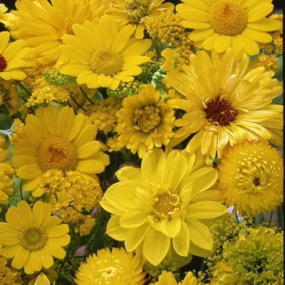 Outsidepride Yellow Wild Flower Seed Mix - 10000 Seeds
