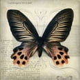 thumbnail image 2 of Butterflies Script IV Poster Print by Amy Melious (24 x 24), 2 of 2