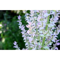 50 WHITE Swan CLARY SAGE Salvia Viridis Horminum Herb Flower Seeds