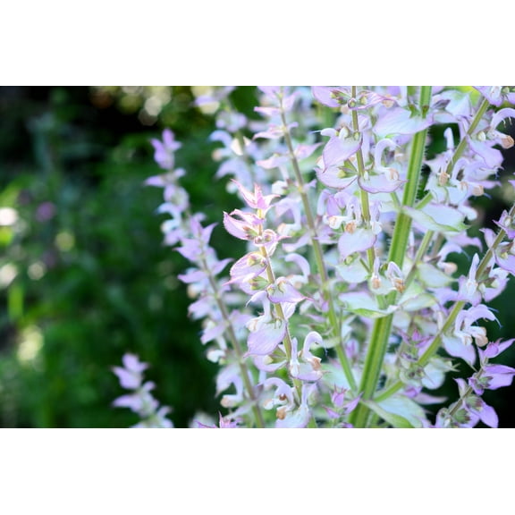50 WHITE Swan CLARY SAGE Salvia Viridis Horminum Herb Flower Seeds