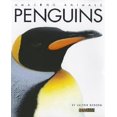 thumbnail image 1 of Amazing Animals - Penguins, 1 of 1
