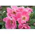 thumbnail image 3 of Knock Out Roses Pink Knock Out Rose 2 Gallon (Rosa) Powerful Pink Single Flowers Are Disease Resistant Live Outdoor Plant, 3 of 3
