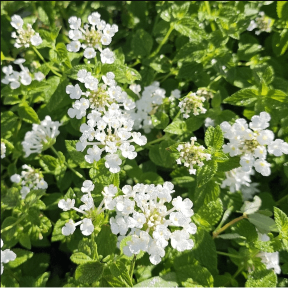 Lantana Trailing White Live Starter Plant for Planting, Perennial Flowering Lantana Well Rooted, Outdoor Growing, 4 to 6 Inch Tall, Ship No Pot