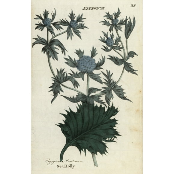 Sea Holly, Eryngium Maritimum Poster Print By ® Florilegius Mary Evans (24 X 36)