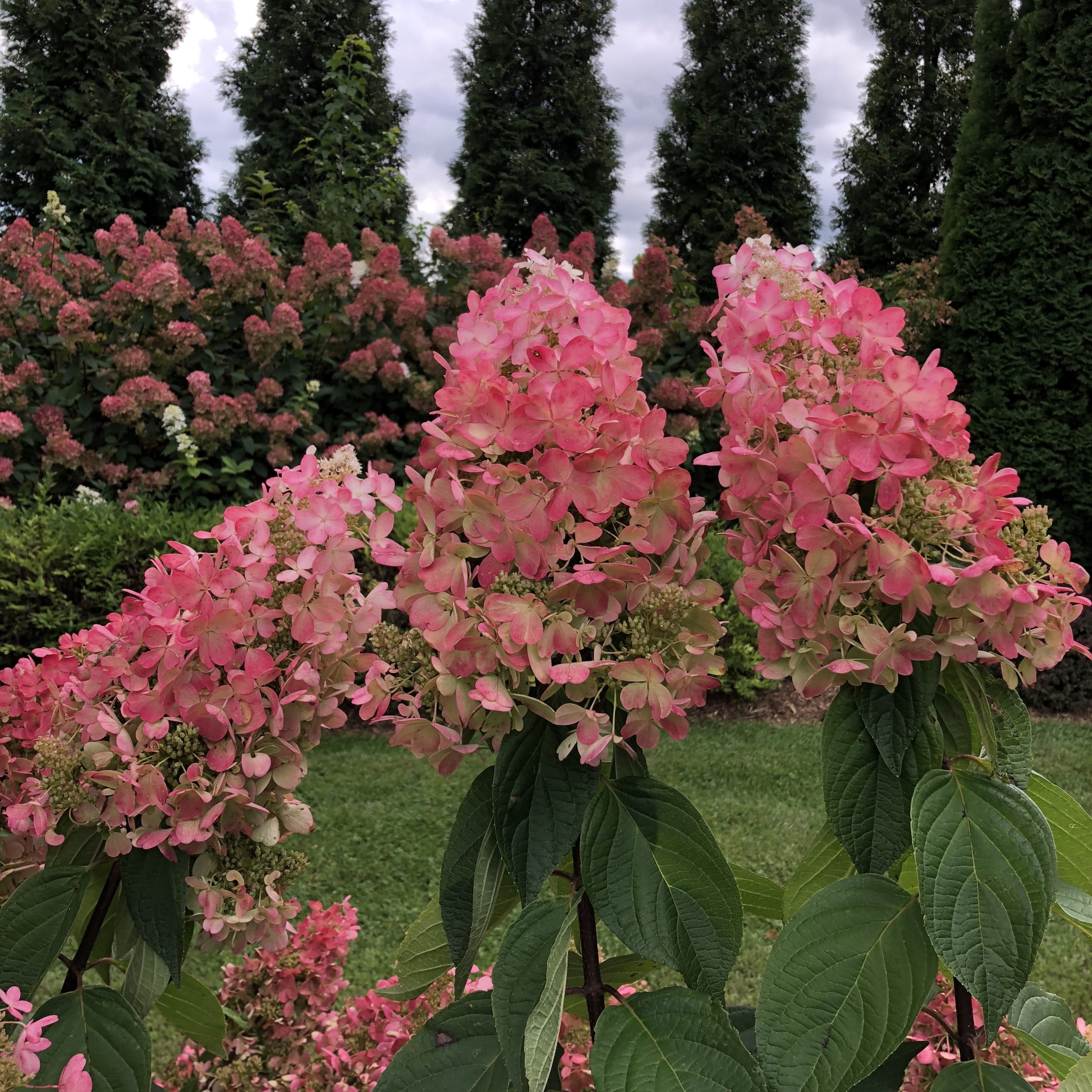 Proven Winners ColorChoice 5" Pinky Winky Prime Panicle Hydrangea Live Plant in 4.5" Pot (4 Count)