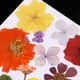 thumbnail image 3 of Flores secas prensadas reales Soledad para decoración de álbum de recortes manualidades, 3 of 10