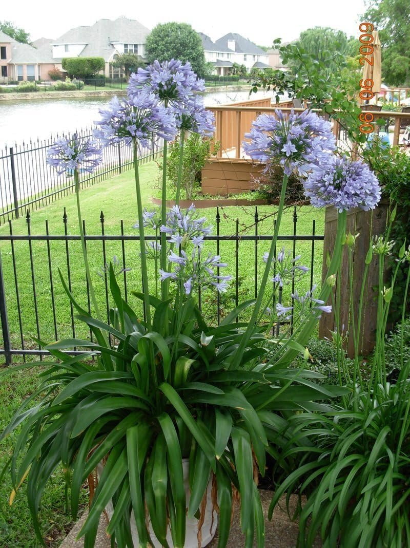 Agapanthus Lily of The Nile - 30 Live Plants - Blooming Ornamental Foliage