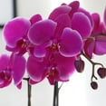 thumbnail image 2 of Just Add Ice 16-30" Purple Premium Orchid Live Plant in 5" Grey Ceramic Pot, House Plant, 2 of 7