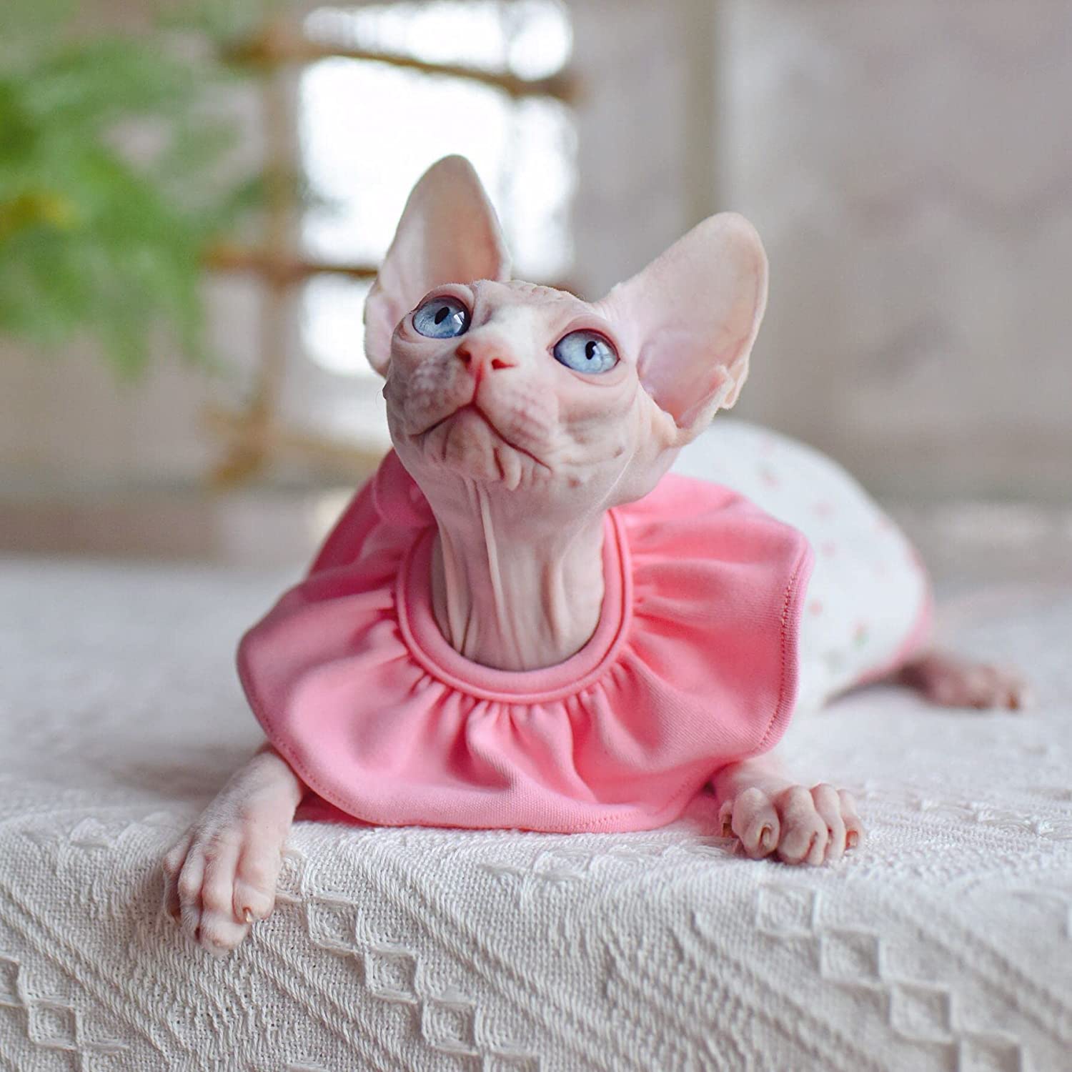  Sphynx Cat Clothes Breathable Pure Cotton Fashion Icon