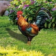 thumbnail image 6 of Bobasndm Rooster Decor Garden Statue Metal Chicken Yard Art Sculpture Outdoor Figurines,Acrylic Garden Statue Chicken for Yard, 6 of 9
