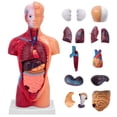 thumbnail image 1 of Modelo de cuerpo humano Ceonam de 28 cm con 15 piezas desmontables de PVC, 1 of 8