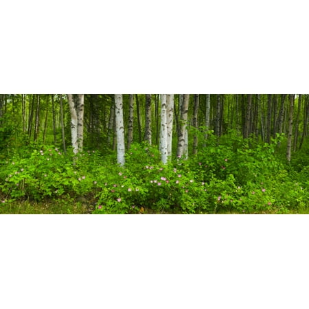 - Scenic View Of A Birch Forest And Wild Roses In Bloom Eagle River Valley Chugach State Park Alaska PosterPrint