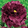 thumbnail image 3 of 10+ Rare Seeds| Black Beauty Peony Seeds #B032 [BUY 3 GET 1 FREE], 3 of 3