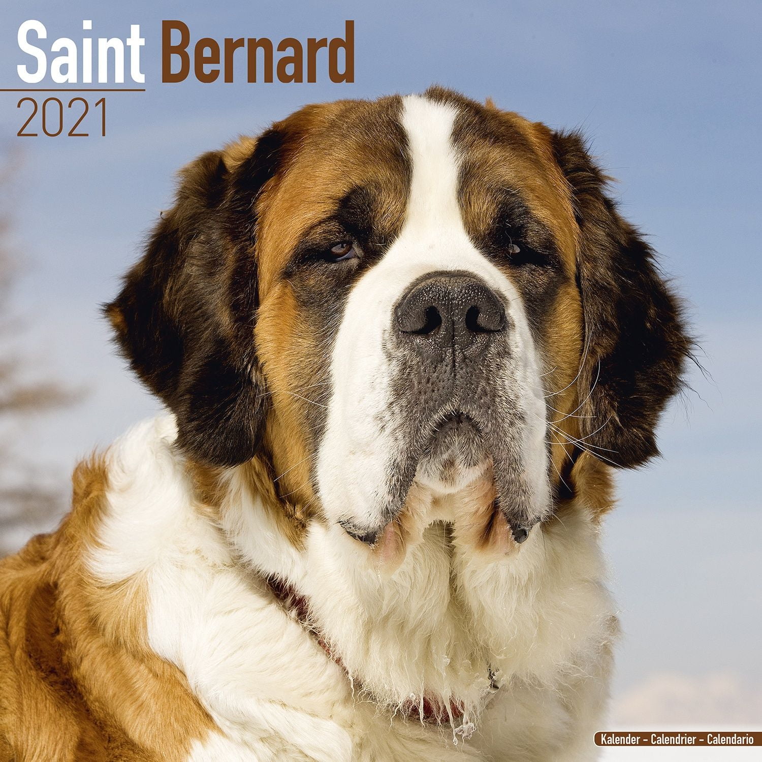 St Bernard Calendar 2021 St Bernard Dog Breed Calendar St Bernards St Bernard Calendar 2021 St Bernard Dog Breed Calendar St Bernards