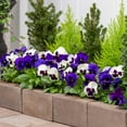 thumbnail image 5 of Expert Gardener 2.5QT Purple White Pansy Live Annual Plant Sun 3-Pack, 5 of 7