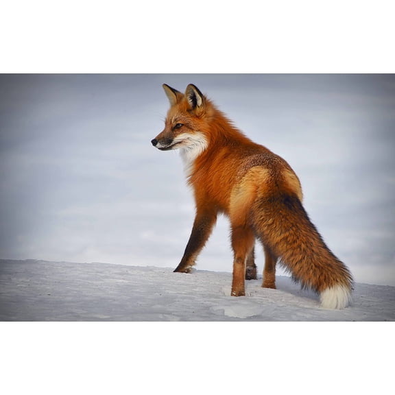 Wall Art Impressions 38x24in Photographic Print Poster FoxAnimal Mammal Nature Winter Snow Predator
