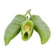 thumbnail image 1 of Chile California por kilo, 1 of 4