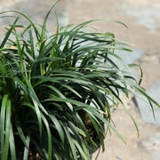 Altman Plants Mondo Grass | 1 gal. Grow Pot; Full to Partial Sun | Garden Annual, Outdoor Plant
