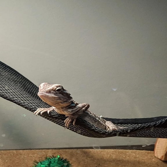 Bearded Dragon Lizard Hammock, Geckos Hammock, Breathable Mesh Reptile Hammock for Iguanas, Anoles, Geckos, Snakes, Chameleon（Black）