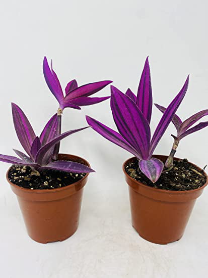 Variegated Purple Heart Plant - Setcreasea- Easy to Care - (2 Pack) 4 ...