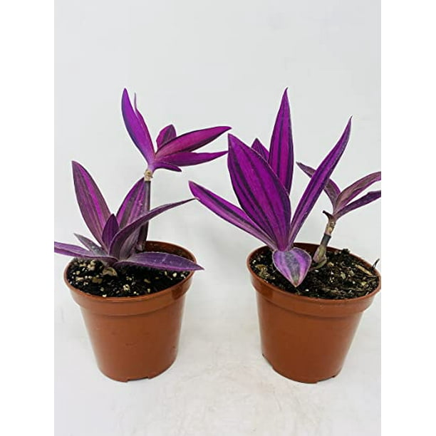 Variegated Purple Heart Plant Setcreasea Easy to Care