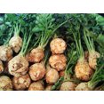 thumbnail image 3 of TomorrowSeeds - Giant Prague Celeriac Seeds - 1500+ Count - For 2026 Planting Apium Graveolens Knob, 3 of 9
